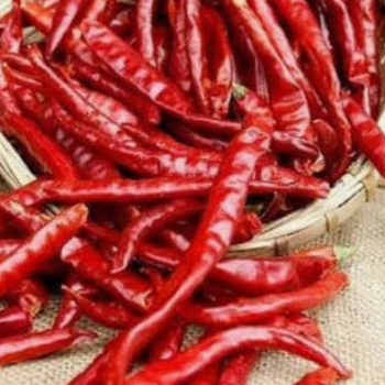 resources of Red chilli exporters