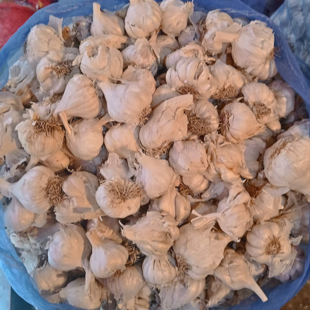 resources of Garlic exporters
