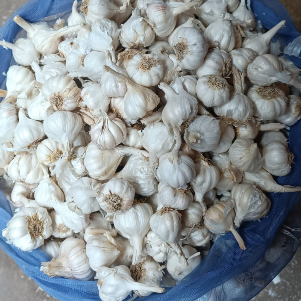 resources of Garlic exporters