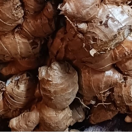 resources of Ginger exporters