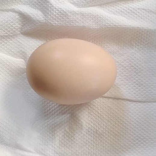 resources of Eggs, Table Eggs, Edible Eggs exporters