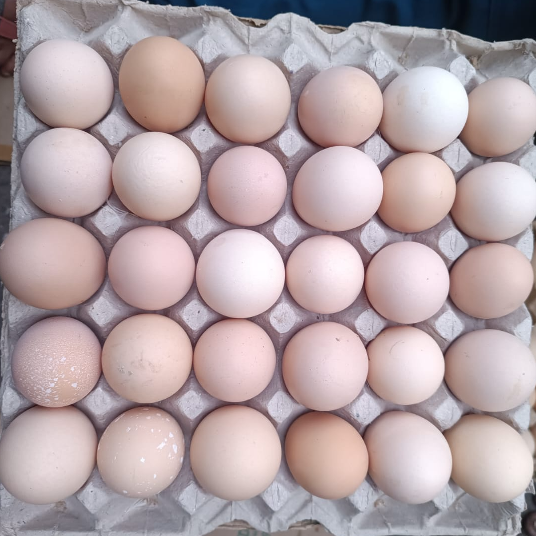 resources of Eggs, Table Eggs, Edible Eggs exporters
