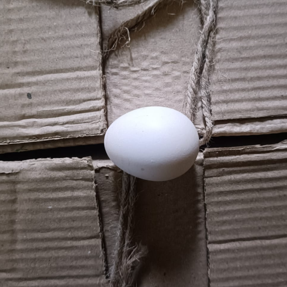 resources of Eggs, Table Eggs, Edible Eggs exporters