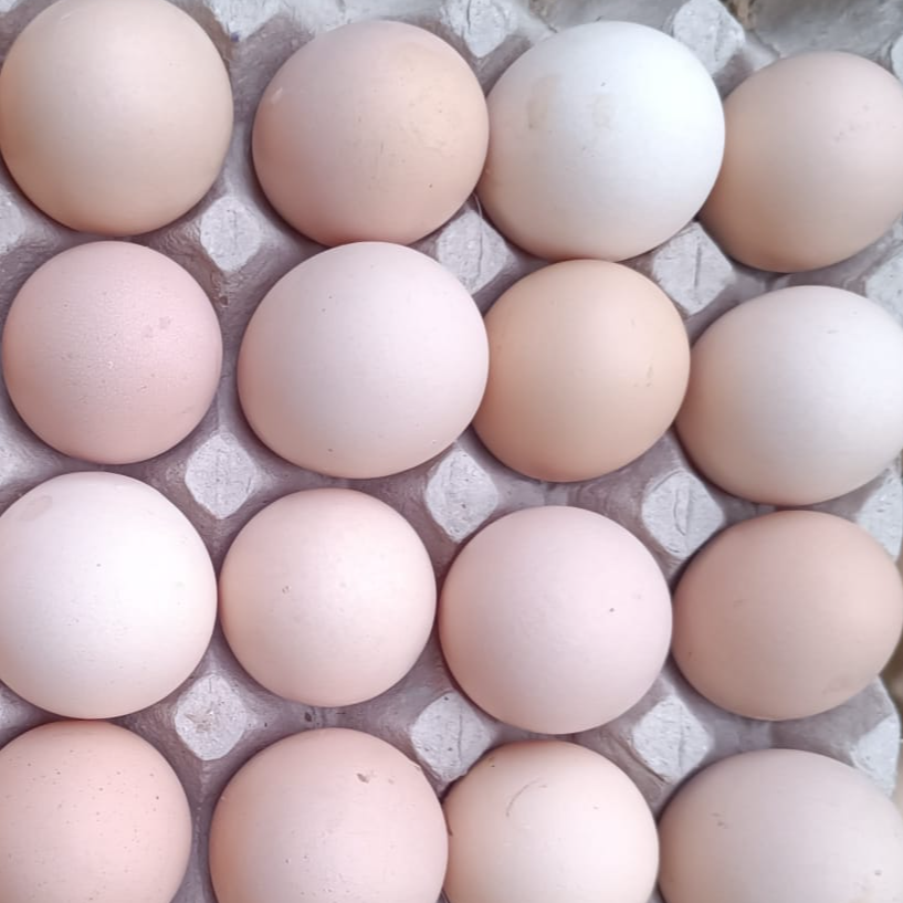 resources of Eggs, Table Eggs, Edible Eggs exporters