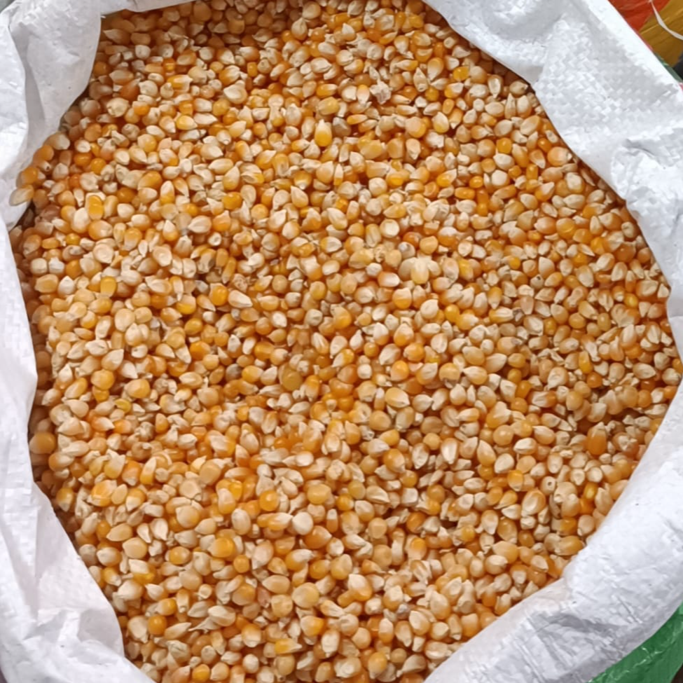 resources of Maize,Corn - Yellow and White exporters