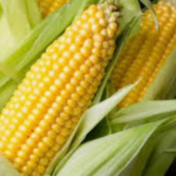 resources of Maize,Corn - Yellow and White exporters