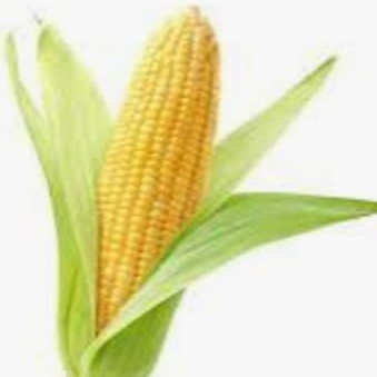 resources of Maize,Corn - Yellow and White exporters