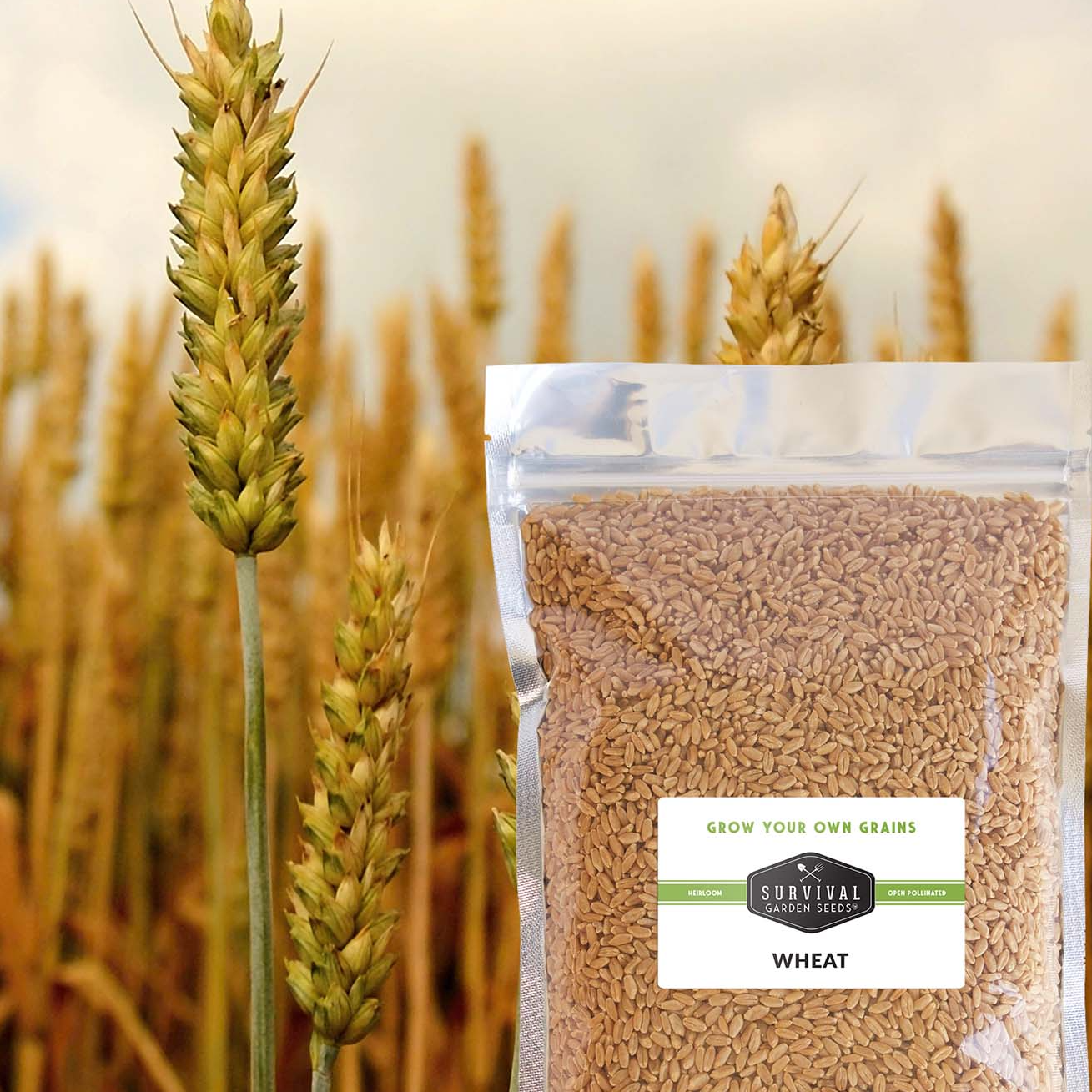 resources of Premium Wheat Wholesale exporters