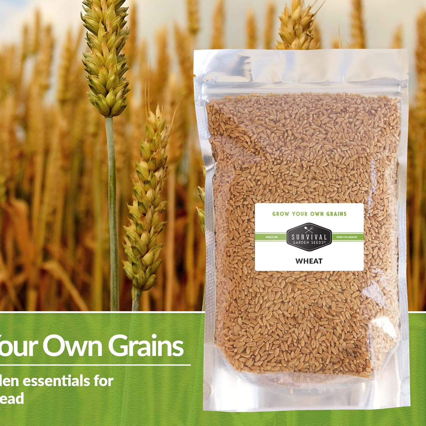 resources of Hard Wheat Grains exporters