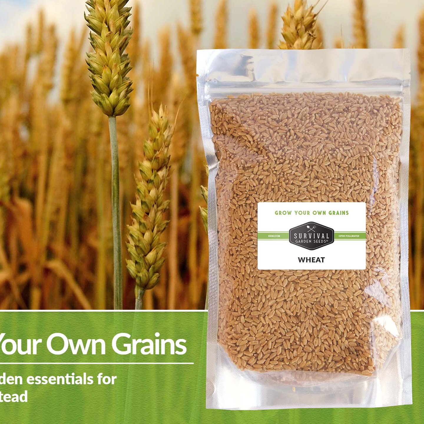 resources of Hard Wheat Grains exporters