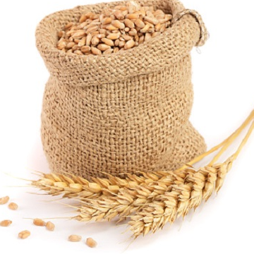 resources of Wheat Grain Supplier exporters