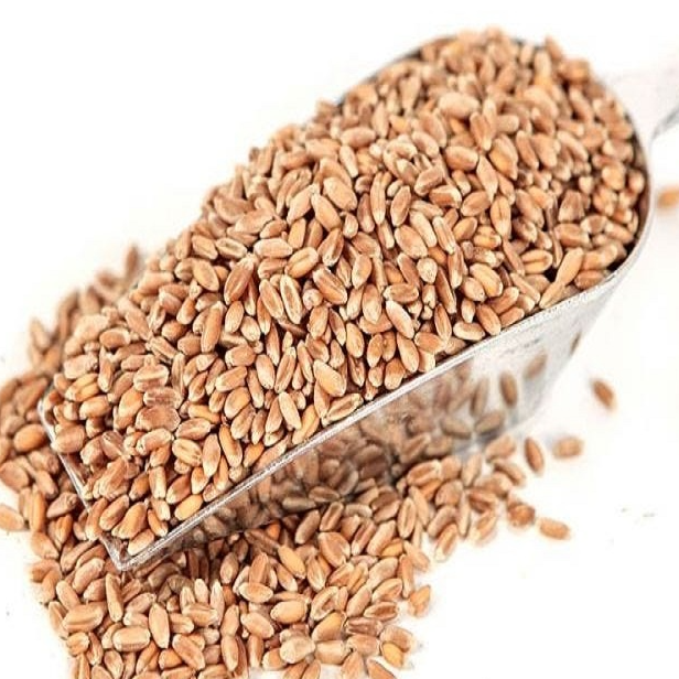 resources of Durum Wheat Supplier exporters