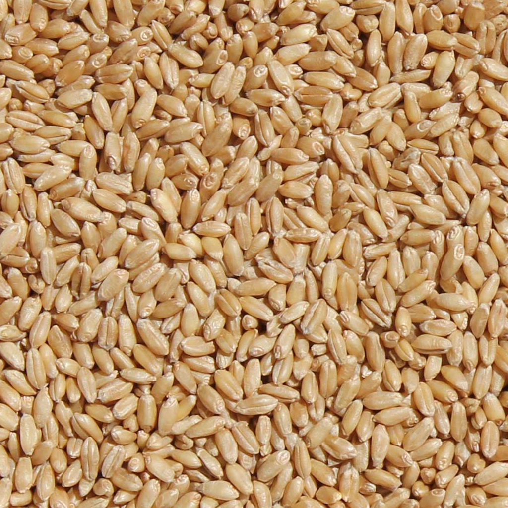 resources of Whole Wheat Grain Export exporters