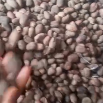 resources of dry shea nut exporters