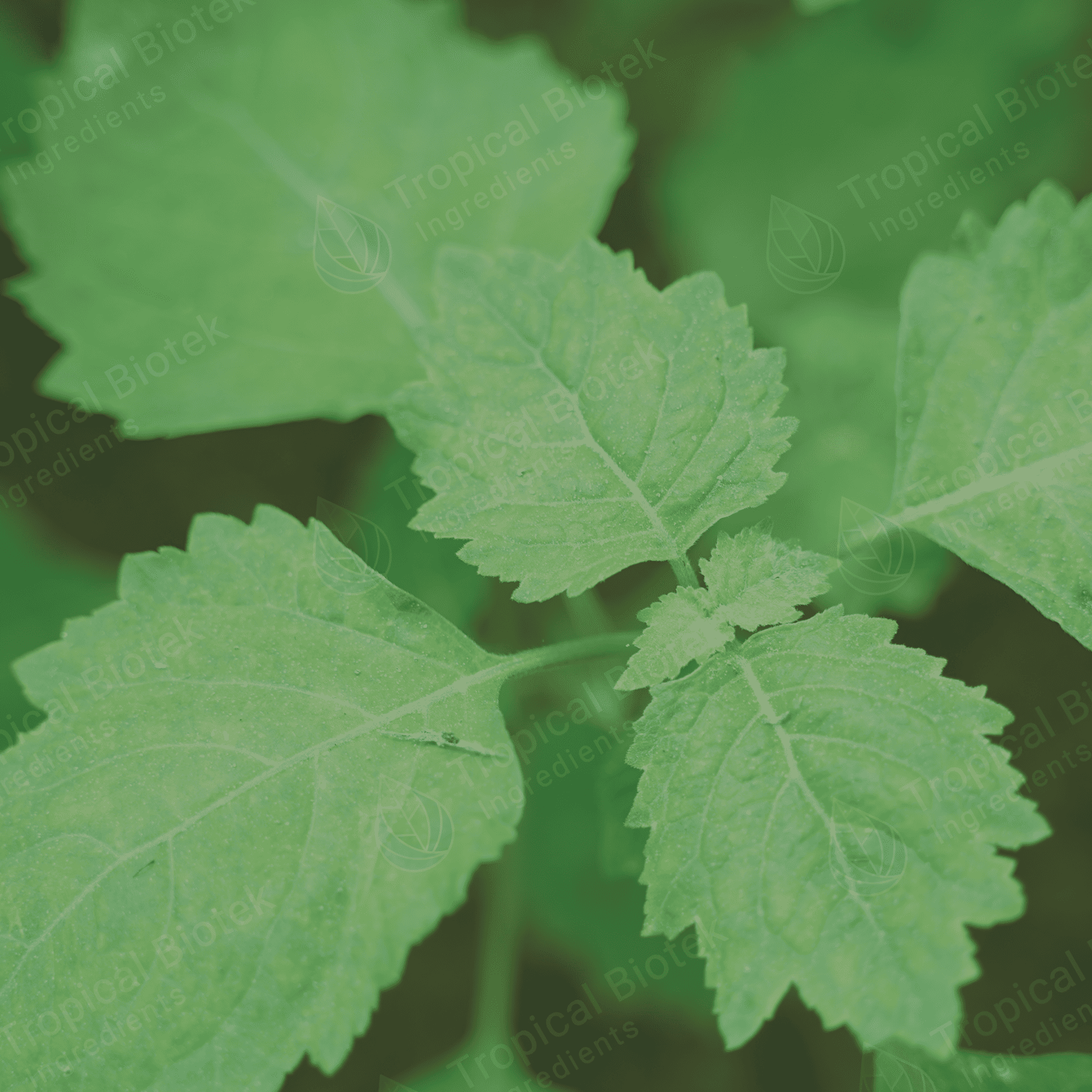 resources of PL-104 - Patchouli Oil Sulawesi Dark Min 30 PA Acid < 8 Van Aroma - TBI exporters