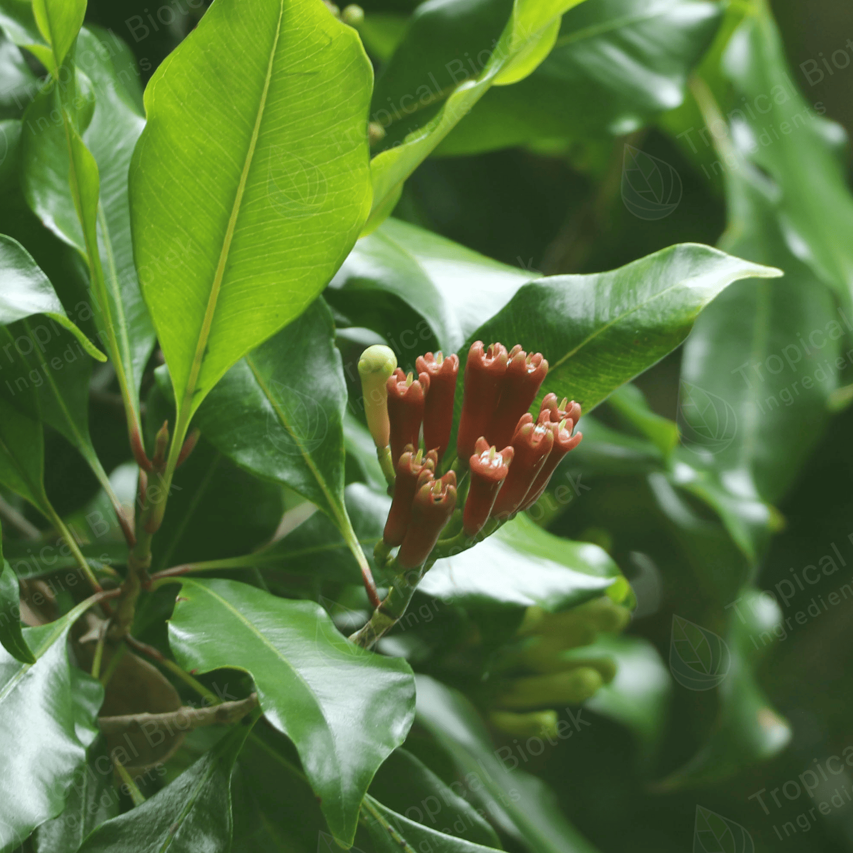 resources of CL-185 - Clove Leaf Oil Rectified 85% Van Aroma - TBI exporters