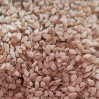resources of Nigeria white sesame seed 99.9% purity exporters
