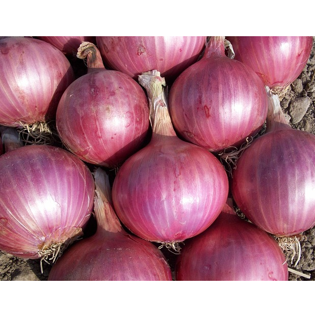 resources of Nashik Red Onian exporters