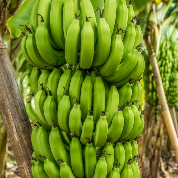 resources of Green Banana exporters