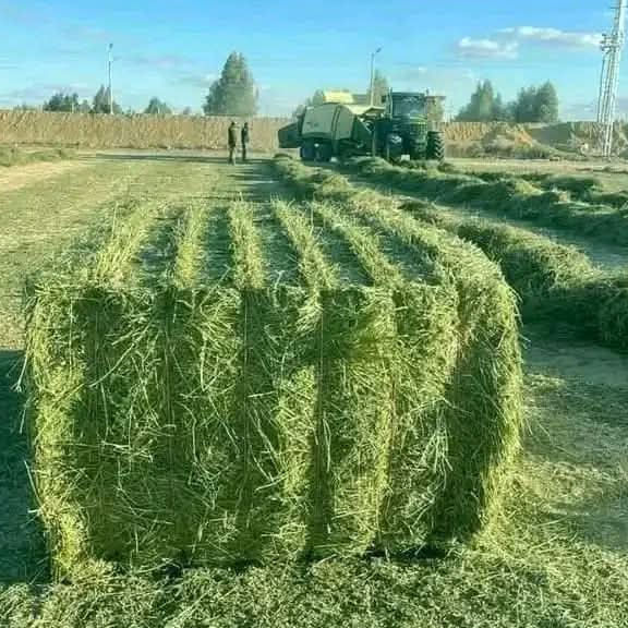 resources of Buy Alfalfa Hay Compressed Bales Wholesale Cheap, Cubes & Pellets - Premium Certified exporters