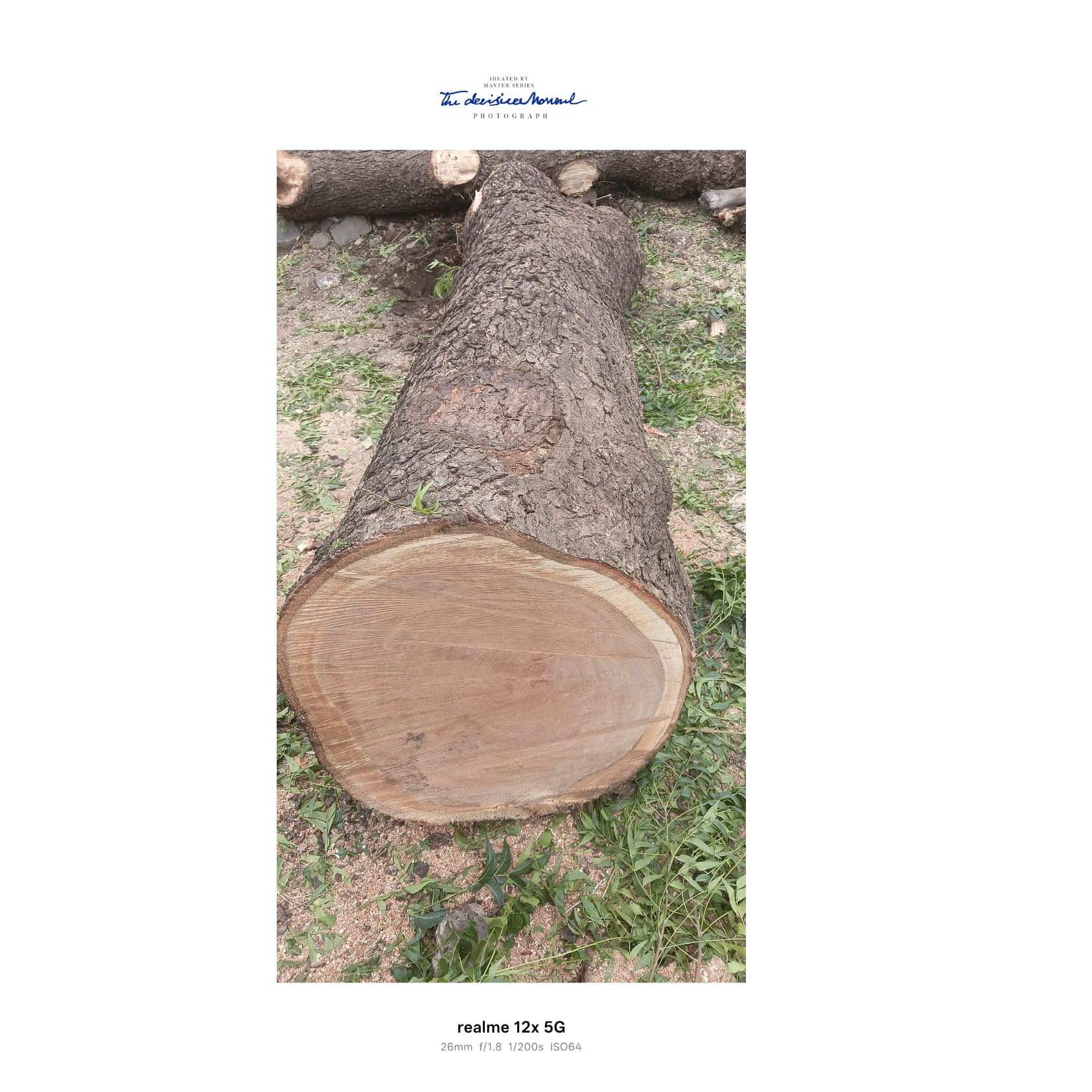 resources of Neem wood exporters