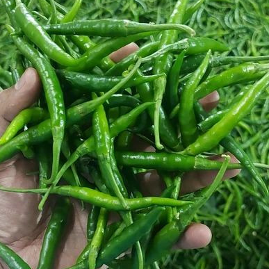resources of Green Chilli exporters