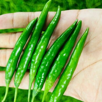 resources of Green Chilli exporters