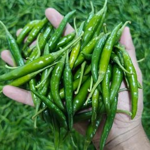 resources of Green Chilli exporters