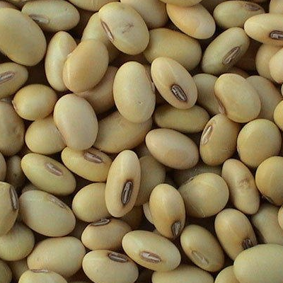 resources of soya seed exporters