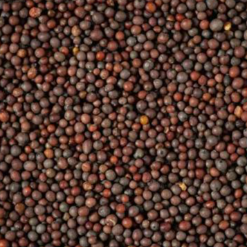 resources of mustard seeds exporters