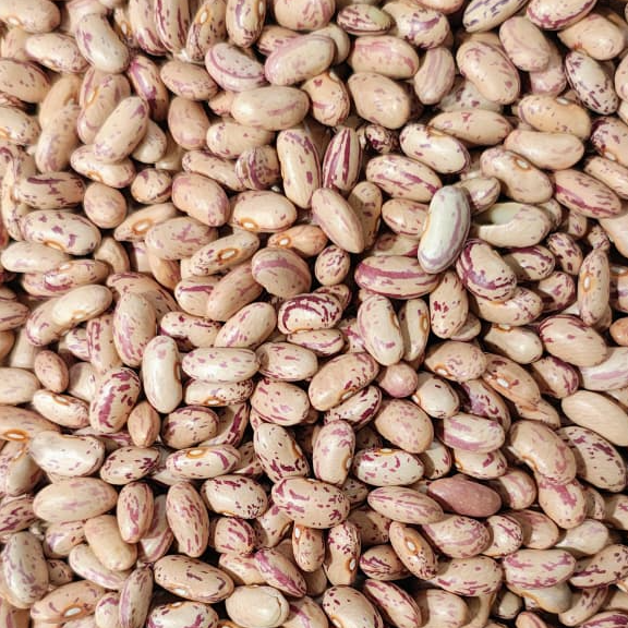 resources of Light speckeld kidney beans (Chitra Rajma) exporters