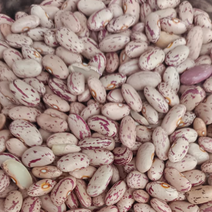 resources of Light speckeld kidney beans (Chitra Rajma) exporters