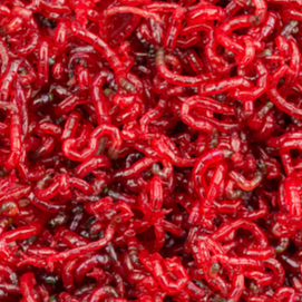 resources of Blood worms frozen exporters