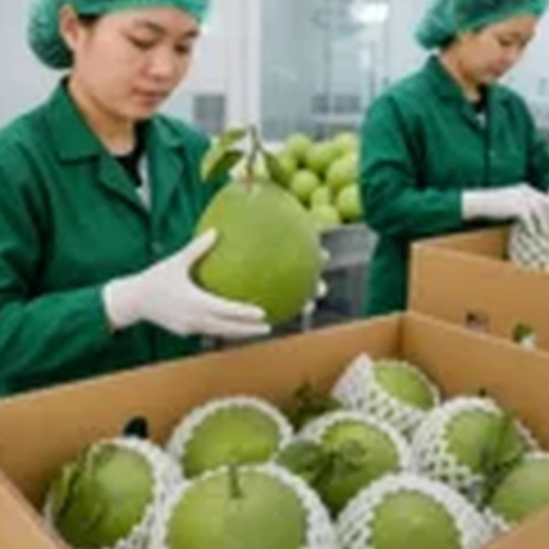 resources of Fresh Vietnamese Pomelo exporters