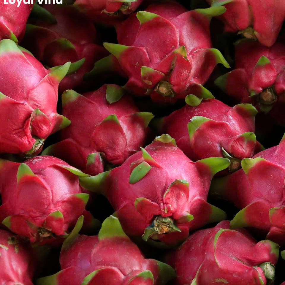 resources of Fresh Vietnamese Dragon Fruit exporters
