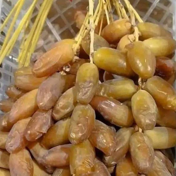 resources of Daglet nor , organic fresh  dates from Tolga , Biskra, Algeria, in boxes of 1 kg or 500 in bunches or pieces exporters