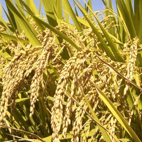 resources of Kainaat 1121 Basmati Rice from Pakistan exporters