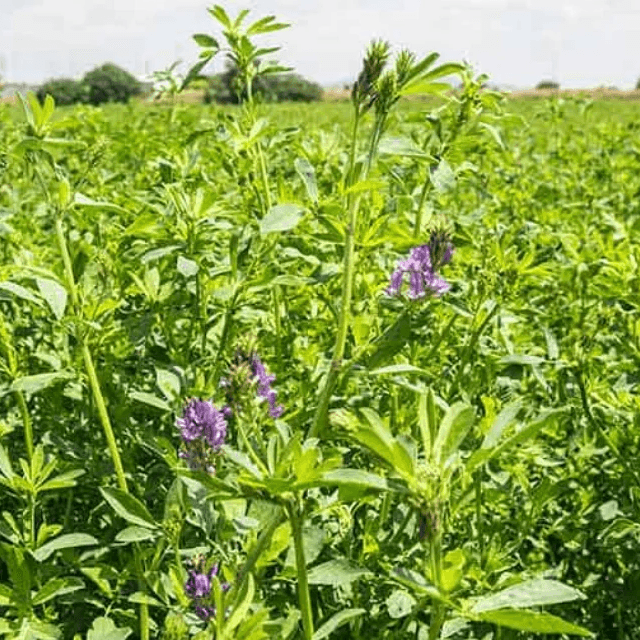 resources of Rhodes Grass Hay From Pakistan exporters