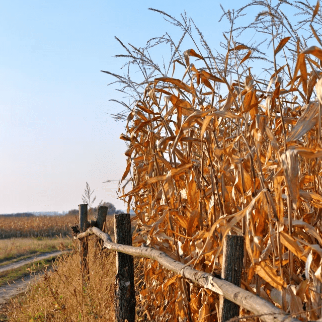 resources of Rhodes Grass Hay From Pakistan exporters