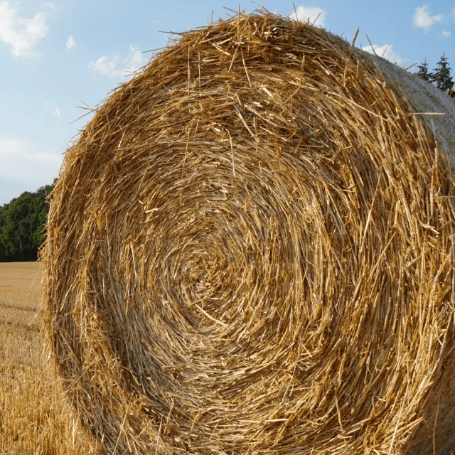 resources of Rhodes Grass Hay From Pakistan exporters