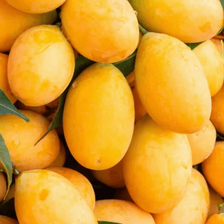 resources of Fresh Pakistani Mangoes for Export exporters