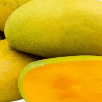 resources of Fresh Pakistani Mangoes for Export exporters