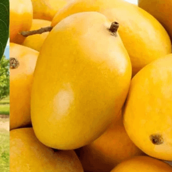 resources of Fresh Pakistani Mangoes for Export exporters