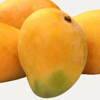 resources of Fresh Pakistani Mangoes for Export exporters
