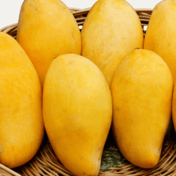 resources of Fresh Pakistani Mangoes for Export exporters