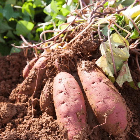 resources of Fresh Pakistani Potatoes for Export exporters