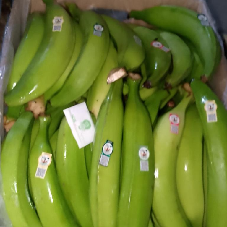 resources of Platano verde macho exporters