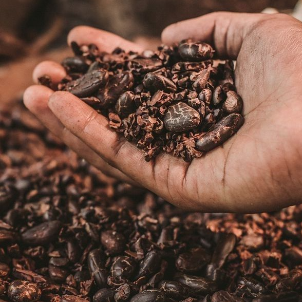 resources of Cacao en granos exporters