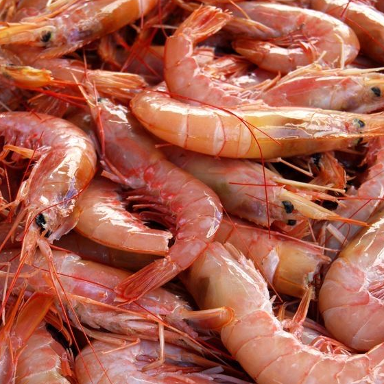 resources of shrimp exporters