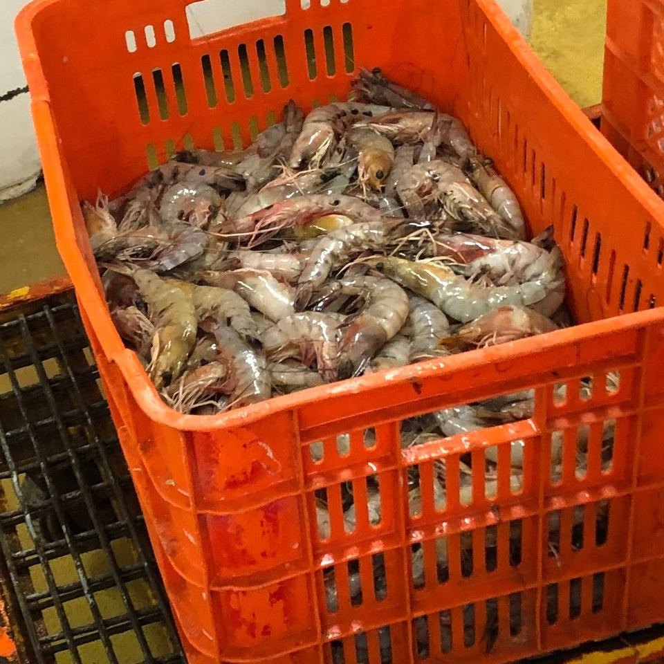 resources of shrimp exporters